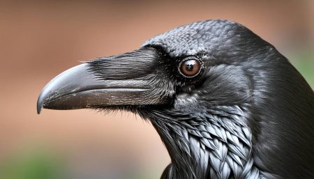 Project Raven: assessing cyber security and resilience in financial sector ecosystems A ravens head eye and beak