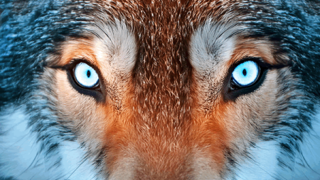 Dealing with AI-related threats is the current top cyber security priority for mid-market companies A close up of a wolf's eyes illustrates the concept of threats.
