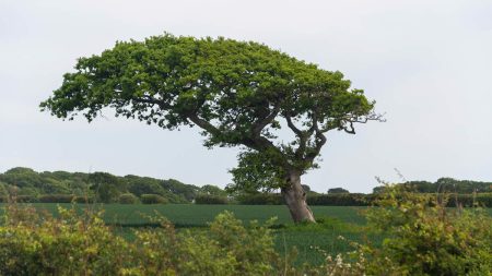 A tree bending in the prevailing wind.