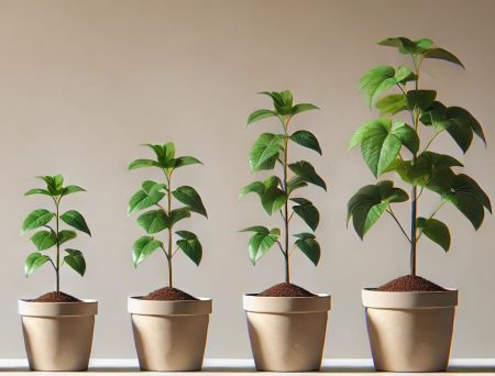 Four plants of varying sizes